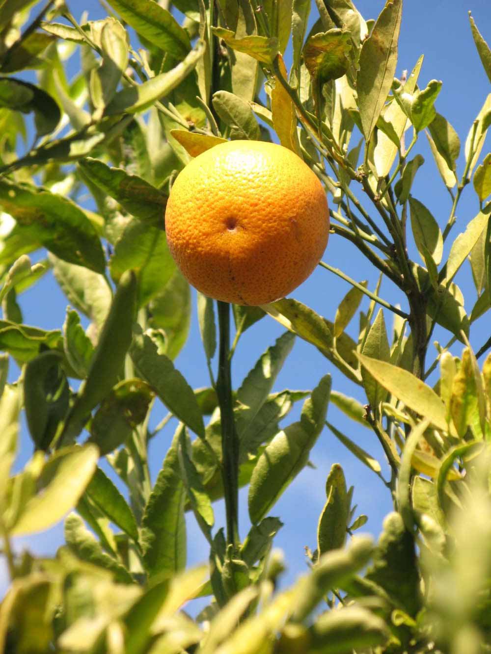              Fruit (Winter Haven, FL)       